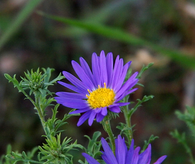 [This flower has many thin, purple petals and a yellow center.]